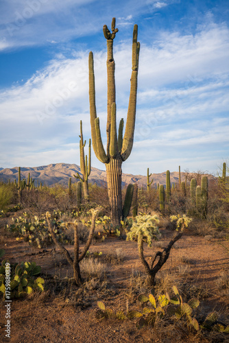 hiking in the desert between sagueros in arizona, usa