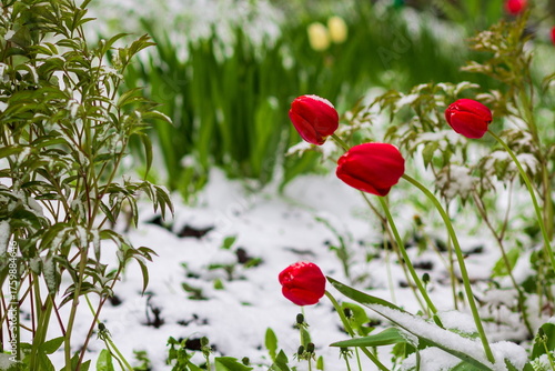 Green grass on a lawn covered with fresh snow in early spring