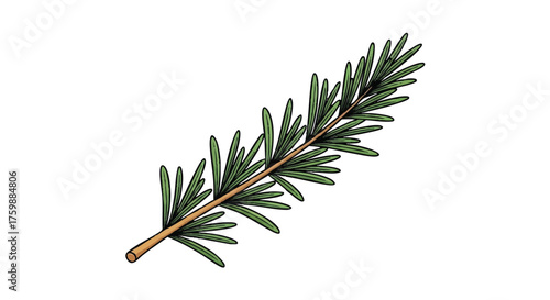 Rosemary sprig outline icon vector
