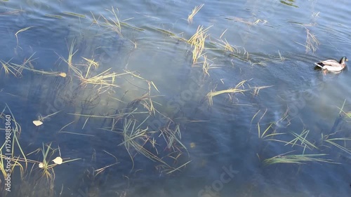Ducks swimming between algae in the Seine river