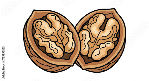 Walnut outline icon vector