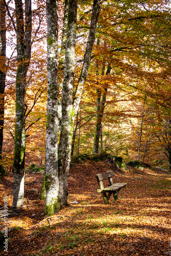 Autumn woodland in Cansiglio, Italy, featuring tall trees with moss-covered trunks and a wooden bench amid fallen leaves. Soft natural light and warm colors evoke a peaceful seasonal landscape.
