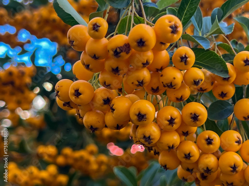 Scarlet firethorn - a species of shrub that belongs to the Rosaceae family