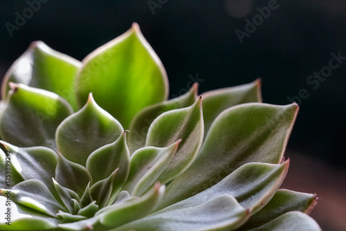 Macro of green succulent plant, cactus