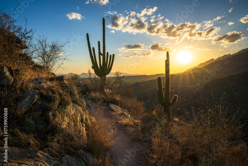 sunset in the desert between sagueros in arizona, usa
