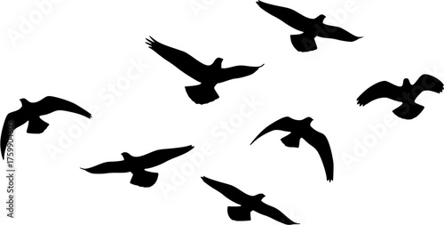 Silhouette of a flock of birds flying dynamically, freedom and motion concept, black and white vector illustration

