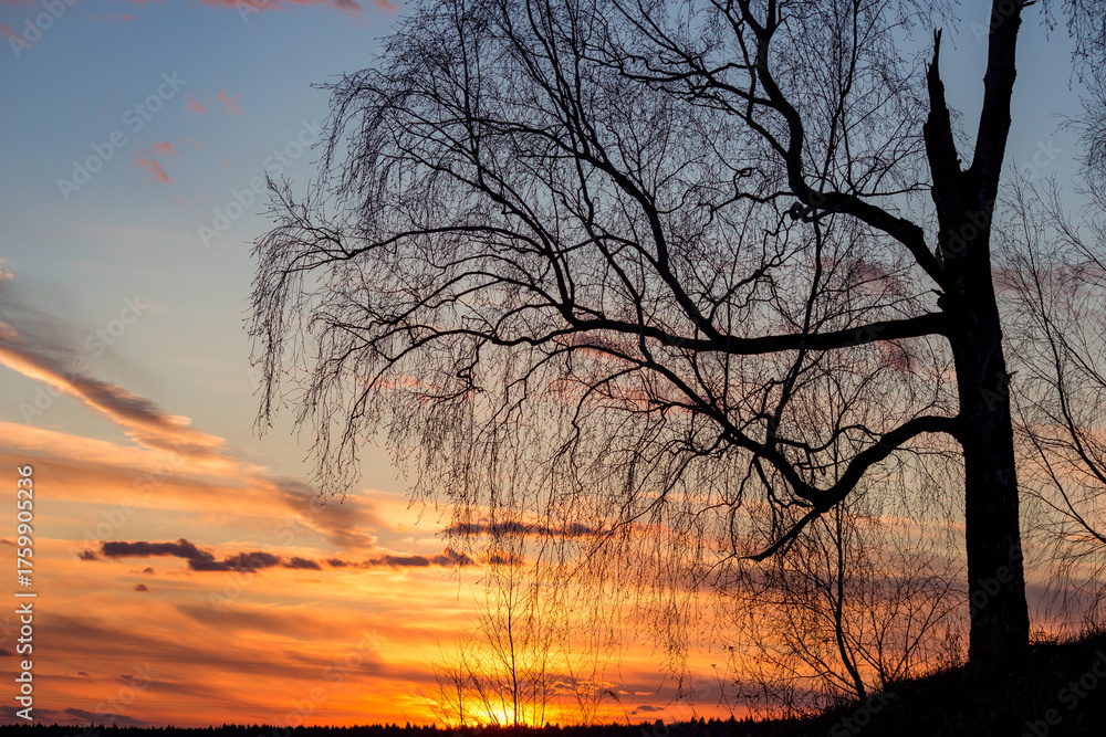 Fototapeta premium Bare birch tree silhouette against a fiery sunset sky. Leafless branches reach out, casting a striking form in the tranquil twilight, a serene natural vista