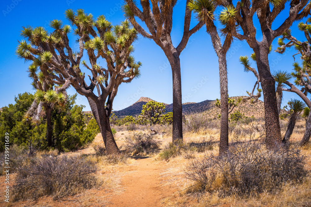 Fototapeta premium hiking in joshua tree national park in california, usa