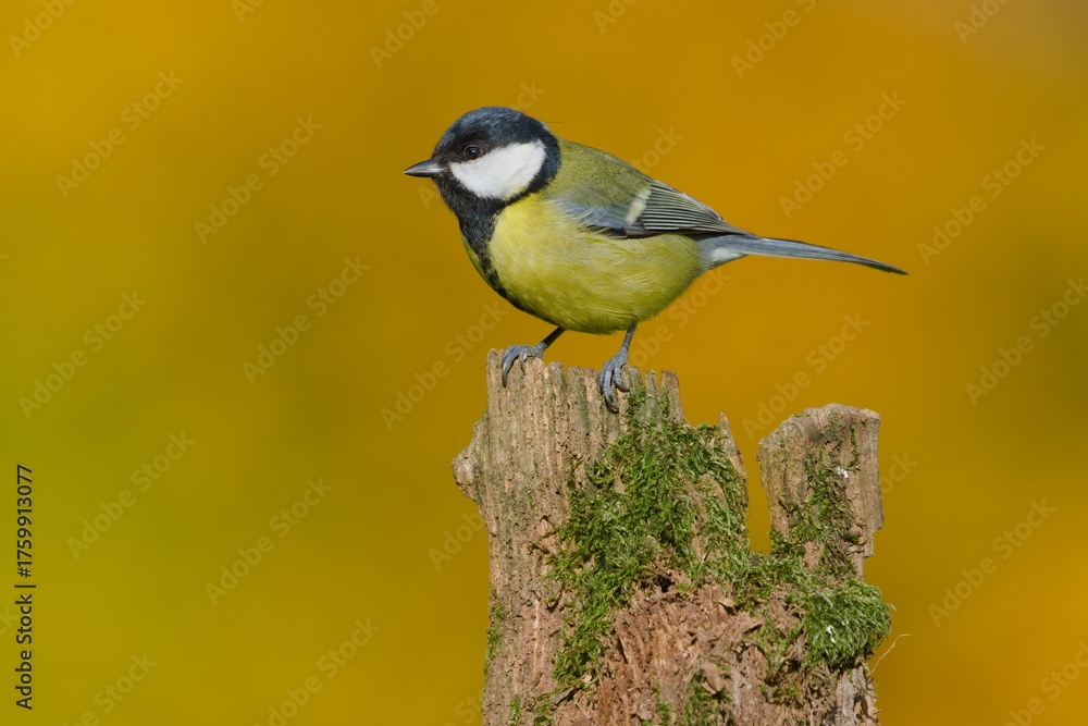 Naklejka premium Great Tit (Parus major) perched on a mossy stump in autumn light, common bird species in the Czech Republic