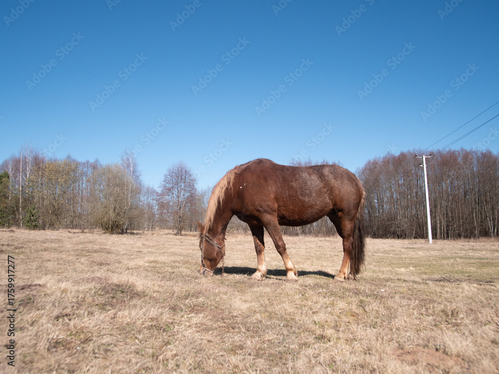 Obraz premium solitary horse grazing outdoors, brown horse foraging in open countryside, grazing brown horse in dry land under sunny sky, lone brown horse feeding on winter grass in rustic open landscape