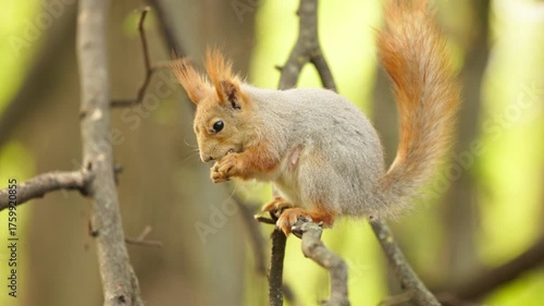 A lively squirrel hops between branches, showcasing its agility and energy in a tranquil forest setting.