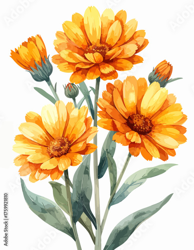 Watercolor painting of vibrant orange calendula flowers with green stems and leaves.