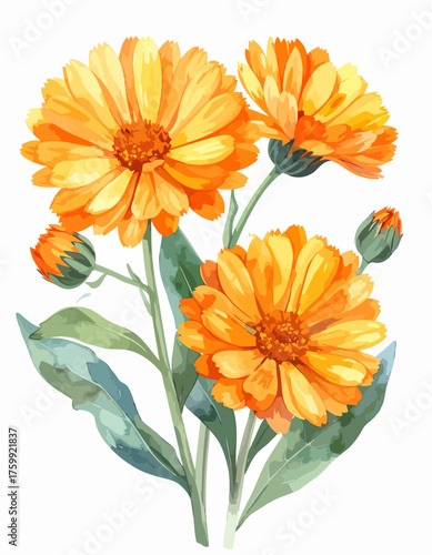 Vibrant watercolor calendula flowers with green leaves and buds.