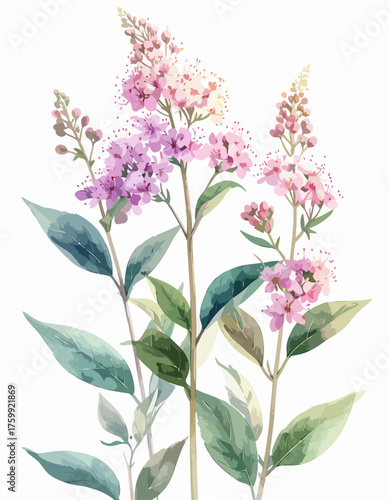 Watercolor painting of beautiful blooming lilac flowers with green leaves.