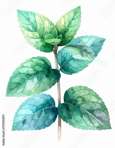Vibrant green mint plant watercolor illustration depicting fresh aromatic leaves.