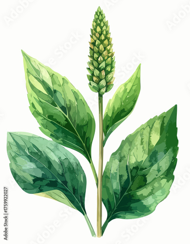 Watercolor Plantain Plant with Green Leaves and Flower Spike.