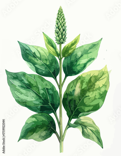 Green plant with leaves and a flower bud, botanical illustration.