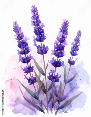 A delicate watercolor painting of a fragrant lavender bouquet.