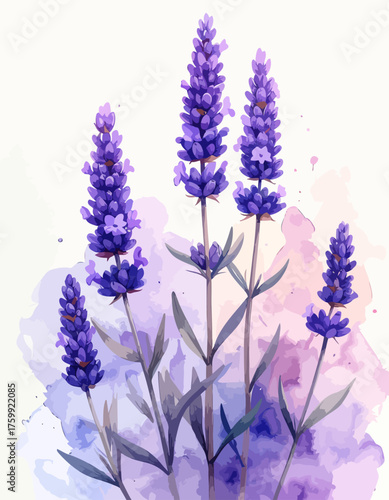 Watercolor painting of vibrant lavender flowers in full bloom.