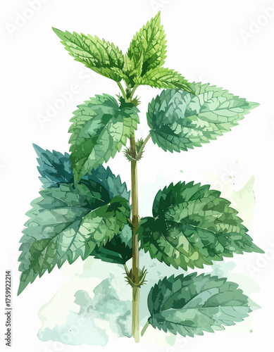 Watercolor botanical illustration of a stinging nettle plant on a white background.