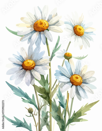 Beautiful watercolor painting of white daisies with green leaves.