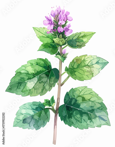 Watercolor illustration of a blooming catmint plant with vibrant green leaves.