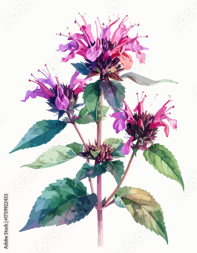 Vibrant watercolor painting of a blooming bee balm plant botanical illustration.