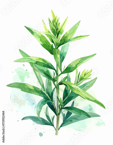Vibrant green watercolor illustration of a fresh aromatic herb plant.