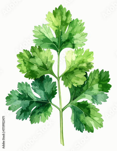 Fresh green cilantro leaves isolated on white background, healthy herb.