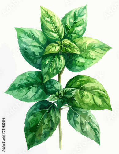 Fresh Basil Plant with Vibrant Green Leaves, Culinary Herb.
