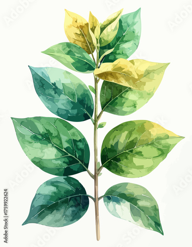 Vibrant Watercolor Botanical Illustration of Variegated Plant Leaves.