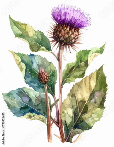 Watercolor painting of a blooming thistle plant with a closed bud.