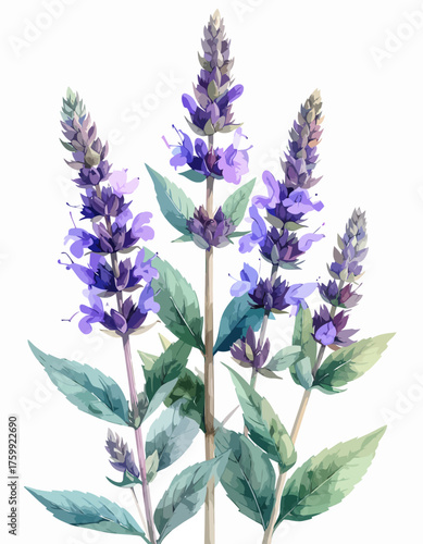 Beautiful watercolor illustration of purple flowering plants with green leaves.