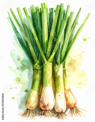 Freshly harvested green onions with white bulbs and roots.