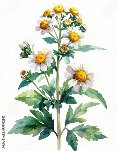 Beautiful watercolor painting of white and yellow daisy-like flowers.