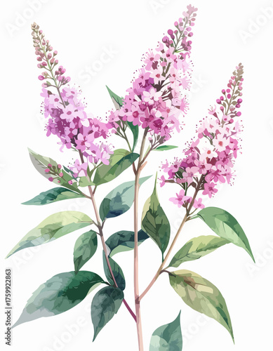 Wallpaper Mural Beautiful watercolor painting of delicate pink lilac flowers. Torontodigital.ca