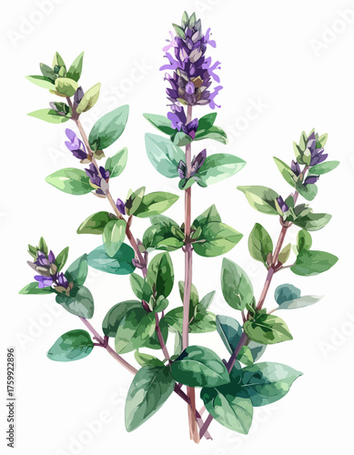 Watercolor painting of a blooming purple flower with green leaves.