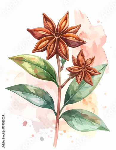 Watercolor illustration of a star anise plant with green leaves.