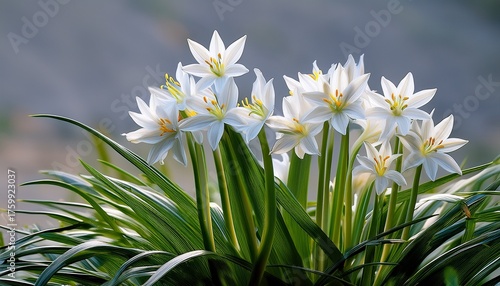 Ornithogalum Candicans A Summer Flowering Bulbous Plant With A White Summertime Flower Commonly Known As Summer Hyacinth Or Spire Lily Gardening Stock Photo Image