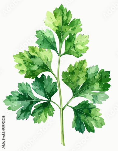 Fresh Parsley Sprig Watercolor Illustration, Culinary Herb, Aromatic Ingredient.