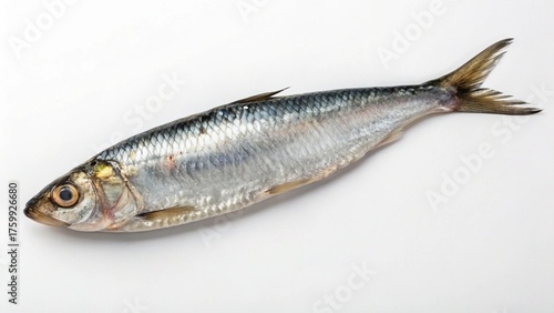 Fresh silver sea bream on white isolated ice is delicious seafood for a healthy meal