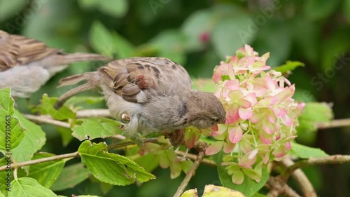 Sparrows rest and peck at pink flowers while surrounded by vibrant greenery on a bright afternoon.