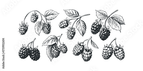 Hand-drawn cluster of ripe raspberries and leaves