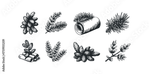 Botanical Sketch Collection of Sprigs and Pinecones