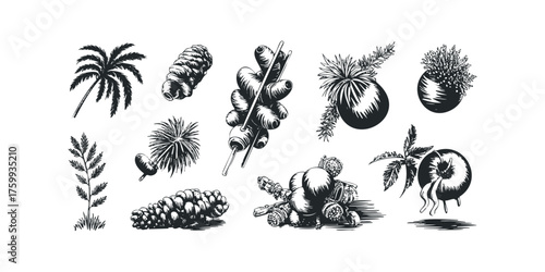 Collection of Botanical and Harvest Imagery