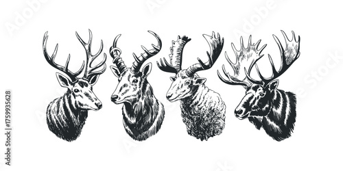 Four striking animal heads with diverse antlers