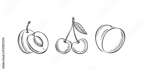 Hand Drawn Fruits Isolated on White Background