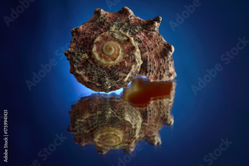 Papier peint Magical seashell