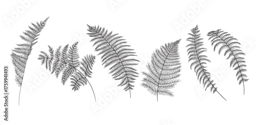 Drawing of leaves of forest fern. Vector illustration