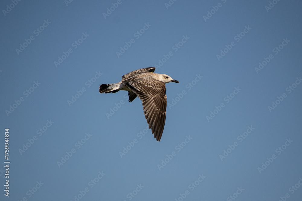 Obraz premium seagull in flight